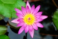 Beautiful Pink Waterlily Flower Blooming in the Pond Royalty Free Stock Photo