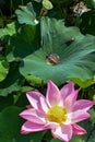 Beautiful Pink Waterlily and Large Lotus Leaf