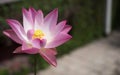 Beautiful pink waterlily or lotus flower is complimented Royalty Free Stock Photo