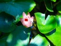 Beautiful pink waterlily or lotus flower in day light. with green leaf in pond, Royalty Free Stock Photo