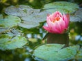 Beautiful pink waterlily or lotus flower Perry. Orange sunset on emerald green background. Nymphaea reflected beautiful bokeh. Royalty Free Stock Photo