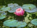 Beautiful pink waterlily or lotus flower Perry. Orange sunset on emerald green background. Nymphaea reflected beautiful bokeh. Royalty Free Stock Photo