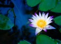 Beautiful pink waterlily or lotus flower in pond. Royalty Free Stock Photo