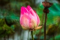 Beautiful pink waterlily or lotus flower in pond Royalty Free Stock Photo