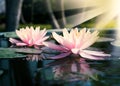 Beautiful pink waterlily or lotus flower in pond Royalty Free Stock Photo