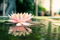 Beautiful pink waterlily or lotus flower in pond Royalty Free Stock Photo