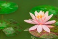 Beautiful pink waterlily or lotus flower in pond Royalty Free Stock Photo