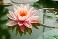 Beautiful pink waterlily or lotus flower in pond Royalty Free Stock Photo