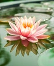 Beautiful pink waterlily or lotus flower in pond