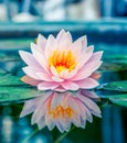 Beautiful pink waterlily or lotus flower in pond Royalty Free Stock Photo