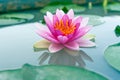 Beautiful pink waterlily or lotus flower in pond Royalty Free Stock Photo