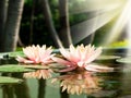 A beautiful pink waterlily or lotus flower in pond Royalty Free Stock Photo