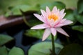 Beautiful pink waterlily or lotus flower in pond Royalty Free Stock Photo