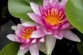 Beautiful pink waterlily or lotus flower in pond