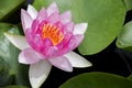 Beautiful pink waterlily or lotus flower in pond Royalty Free Stock Photo