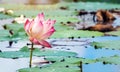 Beautiful pink waterlily or lotus flower in pond Royalty Free Stock Photo