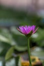 Beautiful pink waterlily or lotus flower in pond Royalty Free Stock Photo