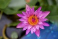 Beautiful pink waterlily or lotus flower in pond Royalty Free Stock Photo