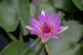 Beautiful pink waterlily or lotus flower in pond Royalty Free Stock Photo