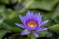 Beautiful pink waterlily or lotus flower in pond Royalty Free Stock Photo