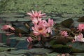Beautiful pink waterlily or lotus flower in pond with beauty green leaf Royalty Free Stock Photo