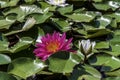 Beautiful pink waterlily or lotus flower in pond with beauty green leaf. Royalty Free Stock Photo