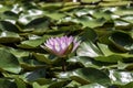 Beautiful pink waterlily or lotus flower in pond with beauty green leaf. Royalty Free Stock Photo