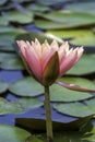 Beautiful pink waterlily or lotus flower in pond with beauty green leaf. Royalty Free Stock Photo