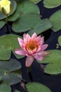 Beautiful pink waterlily or lotus flower in pond with beauty green leaf. Royalty Free Stock Photo