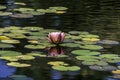 Beautiful pink waterlily or lotus flower in pond with beauty green leaf. Royalty Free Stock Photo