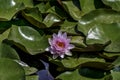 Beautiful pink waterlily or lotus flower in pond with beauty green leaf. Royalty Free Stock Photo