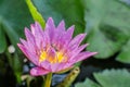 A beautiful pink waterlily or lotus flower in pond with bee Royalty Free Stock Photo