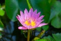 A beautiful pink waterlily or lotus flower in pond with bee Royalty Free Stock Photo