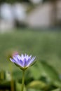 Beautiful pink waterlily or lotus flower in pond Royalty Free Stock Photo