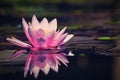 Beautiful pink waterlily - lotus flower in pond. Nymphaea,Waterlily