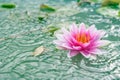 A beautiful pink waterlily or lotus flower in pond Royalty Free Stock Photo