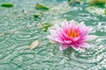 A beautiful pink waterlily or lotus flower in pond