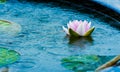 A beautiful pink waterlily or lotus flower in pond with rain Royalty Free Stock Photo