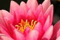 A pink waterlily with yellow heart closeup Royalty Free Stock Photo