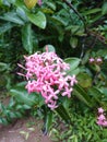 Beautiful pink West Indian Jasmine flowers