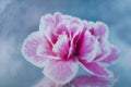 Awesome close-up a pink azalee on a soft blue  background Royalty Free Stock Photo