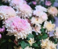 Beautiful pink and white blossoming chrysanthemum flowers as background picture. Chrysanthemum in bloom natural backdrop, Royalty Free Stock Photo