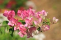 Beautiful pink white bougainvillea blooming, Bright pink white bougainvillea flowers as a floral background, Close-up pink white Royalty Free Stock Photo