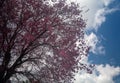 Beautiful Pink white Cherry blossom flowers tree branch in garden with blue sky. Royalty Free Stock Photo
