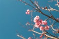 Beautiful Pink white Cherry blossom flowers tree branch in garden with blue sky, Sakura. natural winter spring background. Royalty Free Stock Photo