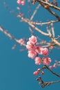 Beautiful Pink white Cherry blossom flowers tree branch in garden with blue sky, Sakura. natural winter spring background. Royalty Free Stock Photo