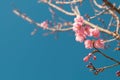Beautiful Pink white Cherry blossom flowers tree branch in garden with blue sky, Sakura. natural winter spring background. Royalty Free Stock Photo