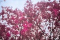 Beautiful Pink white Cherry blossom flowers tree branch in garden with blue sky. Royalty Free Stock Photo