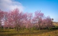 Beautiful Pink white Cherry blossom flowers tree branch in garden with blue sky. Royalty Free Stock Photo