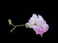 Beautiful pink-white color orchids on black background Royalty Free Stock Photo